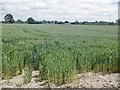 Wheat off Hereford Lane