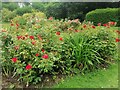 TQ2588 : Rosebed in Northway Gardens, Hampstead Garden Suburb by David Howard
