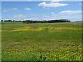 Grassland near East Bank