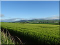 Cereal crop near Whitewalls