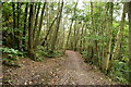 Footpath, Guestling Wood