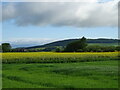 Oilseed rape crop, Hatton