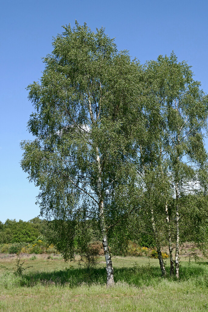 Birch trees on Highgate Common in... © Roger Kidd cc-by-sa/2.0 ...