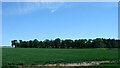 Crop field towards woodland near Brunton