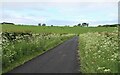 Uncut verges near Keyshill Farm