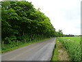 Minor road beside North Den woodland