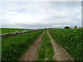 Farm track near Balmashanner