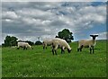 Lambs near Troutsdale Farm