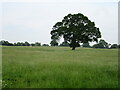 Oak tree in field