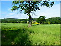 View from the Oil Seed Rape crop near Pontesbury