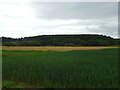 Crop field near Mosstonmuir