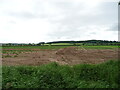 Potato crop near Myretell House 