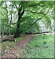 Fallen trees: North Rookery