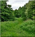 Path through South Plantation