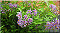 Solanum crispum