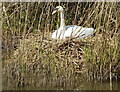 Nesting swan near Bilford Bridge No 15