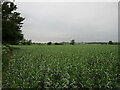 Field of beans near Teigh Gate House