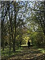 Path through Parish Wood