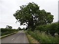 The tree marks the start of the footpath