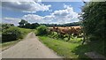 Bridleway access road to Pennlands Farm