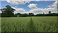 Footpath through wheat field