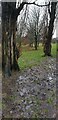 TQ3095 : Mud in Oakwood Park, London N14 by Christine Matthews