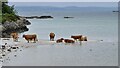 NM6487 : Cattle at Gortenachullish by Chris Morgan