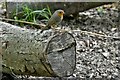 Picton Castle: Friendly robin in the rest and picnic area