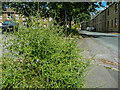 Perennial wall rocket, Churchfields Road, Brighouse