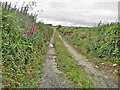 S6264 : Lane with Foxgloves by kevin higgins