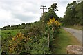 Roadside shrubs at Ospisdale