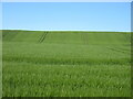 Tracks in barley field