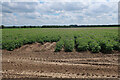 TL8069 : Potato field by Flempton Road by Hugh Venables