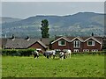 Horses and Houses