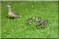 Duck and ducklings