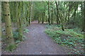 Footpath through the wood