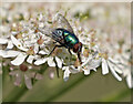 A green bottle fly on cow parsley