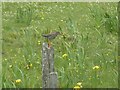 NL6494 : Redshank (Tringa totanus) on a post by Rob Farrow