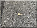 TF0820 : Snail crossing a pavement by Bob Harvey