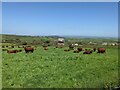 A fine herd of cattle in a lush field