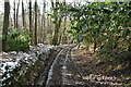 Footpath, Robingate Wood