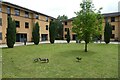 SE6150 : Geese in a James Quad by DS Pugh
