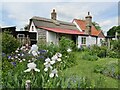 TL5670 : Wicken Fen - Cottage Garden by Colin Smith