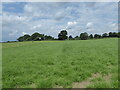 Footpath line across the field