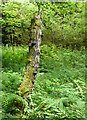 Dead tree trunk with fungi