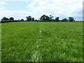 Footpath line across the field