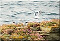 HY2428 : Arctic Terns on offshore rock by Gordon Hatton