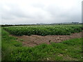 SD2776 : Potato field off Urswick Road by JThomas