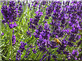 Bee and Lavender