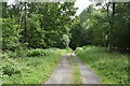 Track in New Berryfield Copse